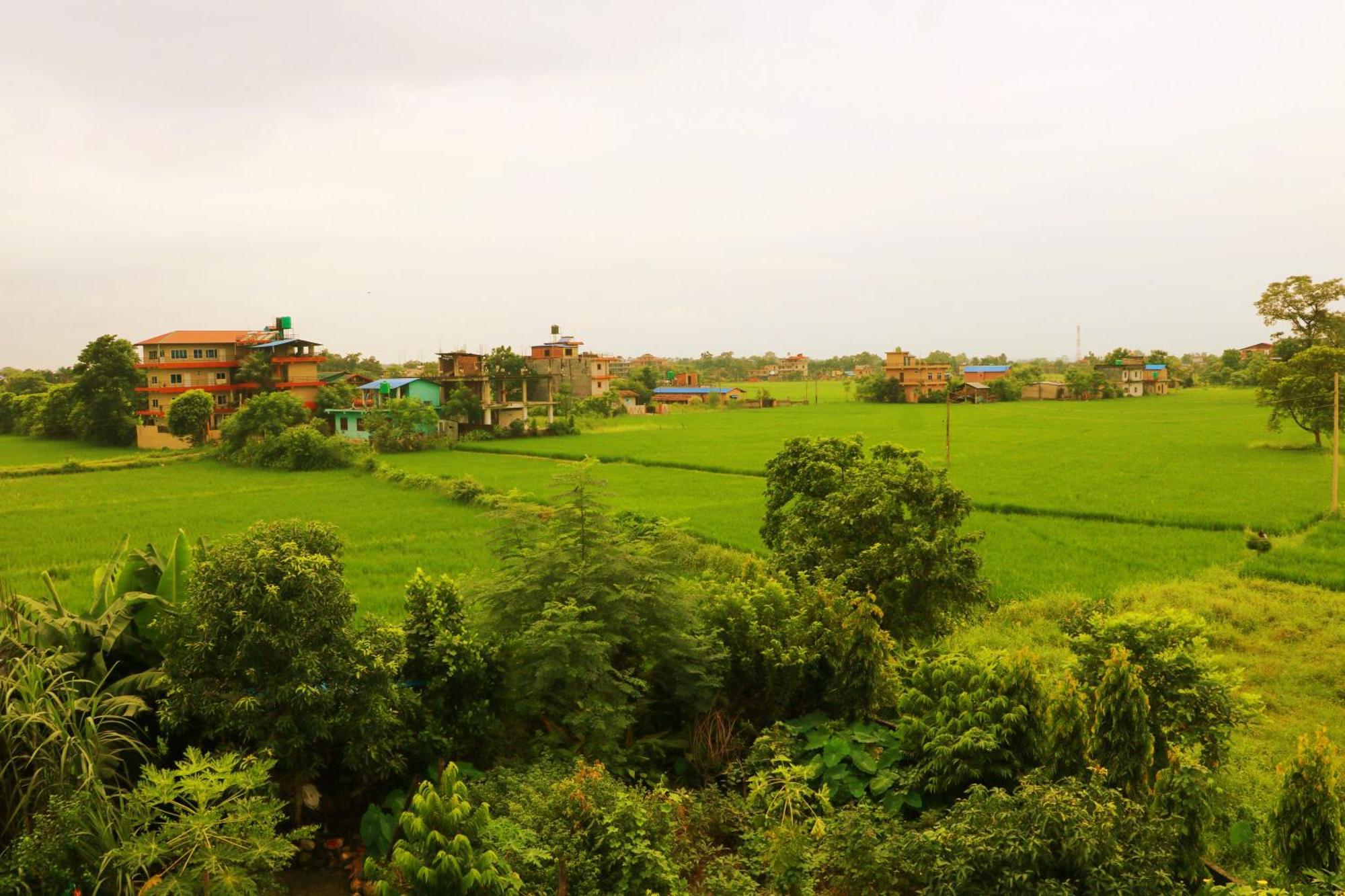 Hotel National Park- Best hotel in Sauraha Exterior foto